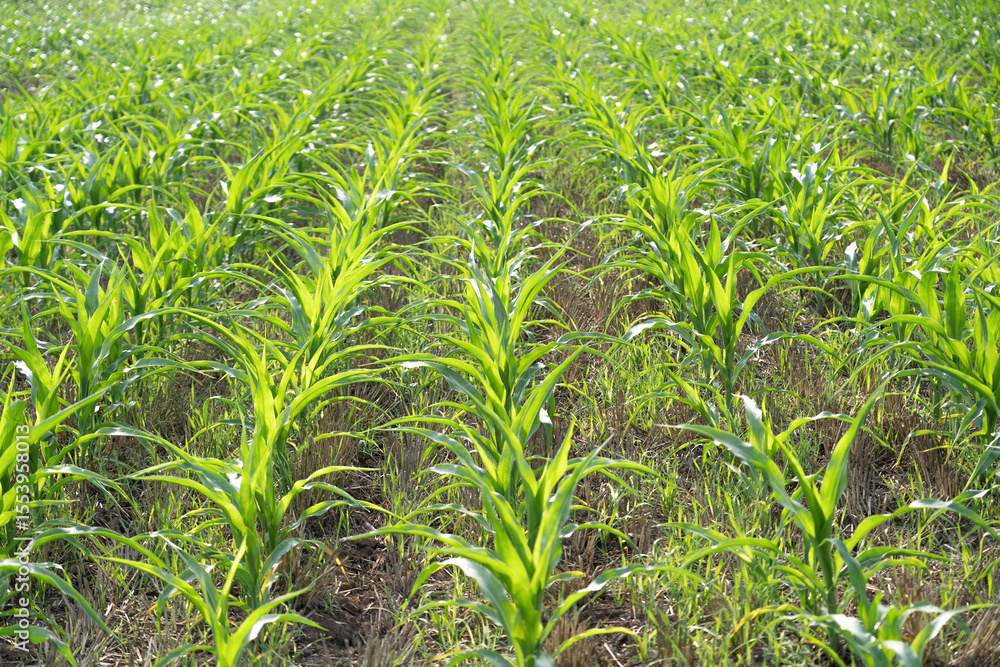 Obraz premium Green Corn Maize Agriculture Nature Field 