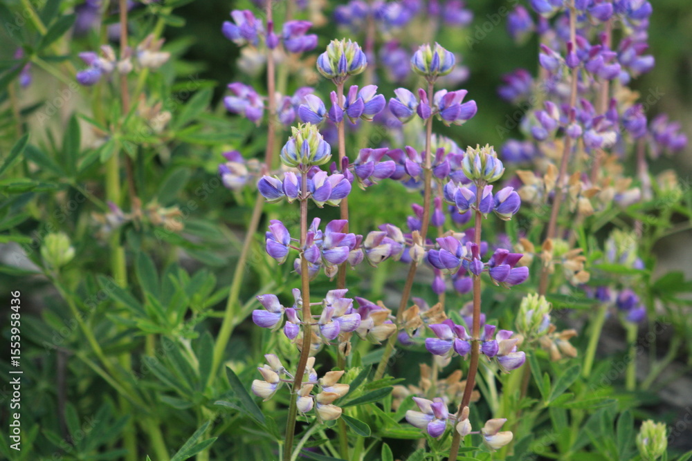 Closeup of Pacific lupine growing on cliff face Closeup of Pacific lupine growing on cliff face