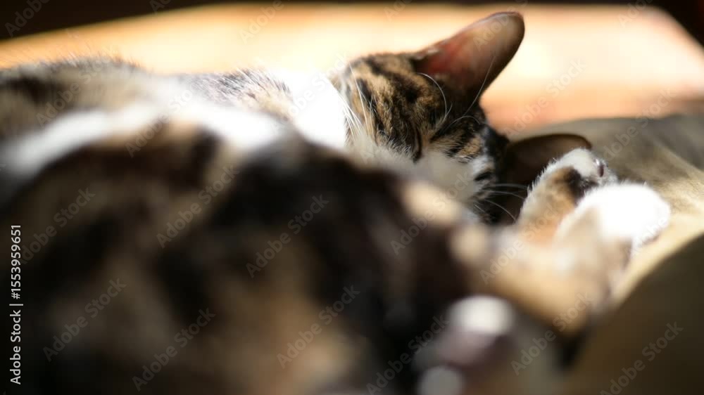 窓辺でのんびり昼寝していたいキジ猫と、遊びたくて仕方がない黒猫 窓辺でのんびり昼寝していたいキジ猫と、遊びたくて仕方がない黒猫