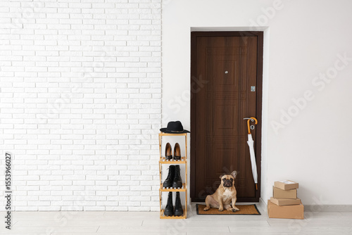 Cute French bulldog with pa...