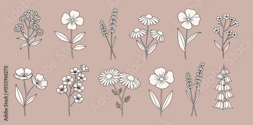 Set of Herbs and Wild Flowers. Hand drawn floral elements. Vector illustration