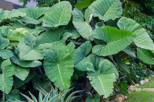 Elephant Ear Plant (Colocasia)