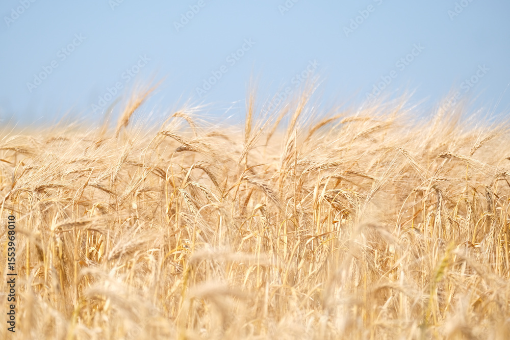 Fototapeta premium Close up of wheat ears, field of wheat in a summer day. Harvesting period