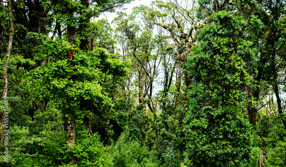 Fototapeta premium Fiordland national park forest green new zealand nature misty foggy dramatic landscape 