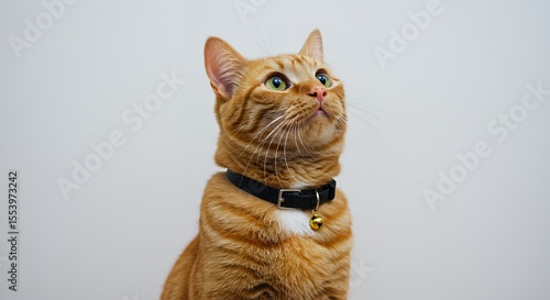 Isolated Ginger Cat with Collar and Bell Looking Upward with Orange and White Fur on White Background
