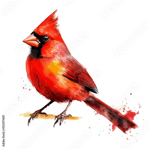 Cardinal Bird, watercolor drawing vector, isolated on a white background.