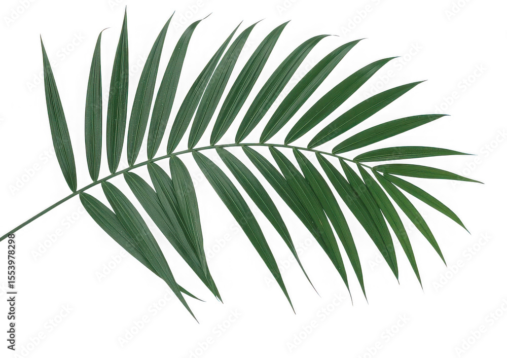 Single green palm leaf isolated on transparent background Single green palm leaf isolated on transparent background