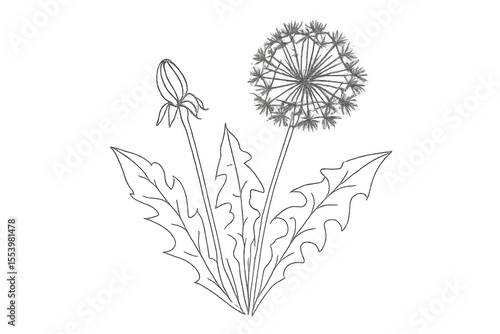 Wallpaper Mural Detailed drawing of a dandelion with a closed bud and open flower with transparent background, perfect for nature-themed projects Torontodigital.ca