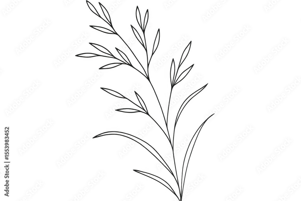 Hand-drawn botanical illustration featuring delicate line art of a single plant stem with leaves, isolated on a transparent background Hand-drawn botanical illustration featuring delicate line art of a single plant stem with leaves, isolated on a transparent background