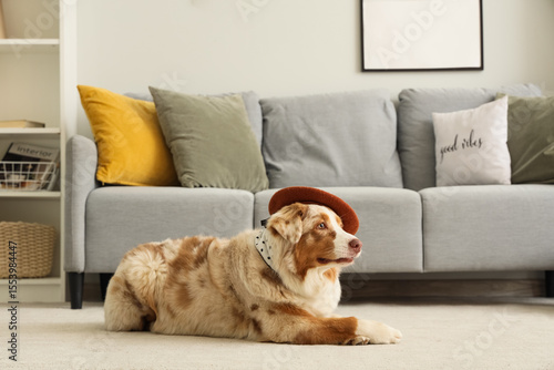 Cute Australian Shepherd do...