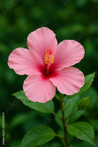 Pink hibiscus is blooming