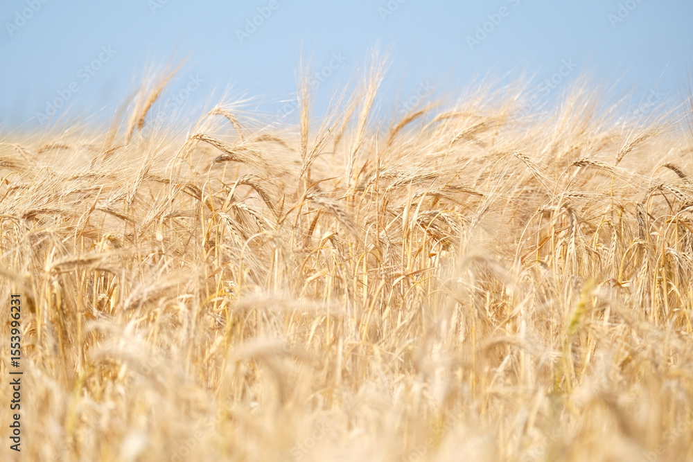 Fototapeta premium Close up of wheat ears, field of wheat in a summer day. Harvesting period