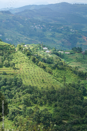 Green fields in Vietnam