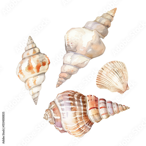 Watercolor illustration of shells on transparent background