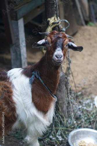 Goat