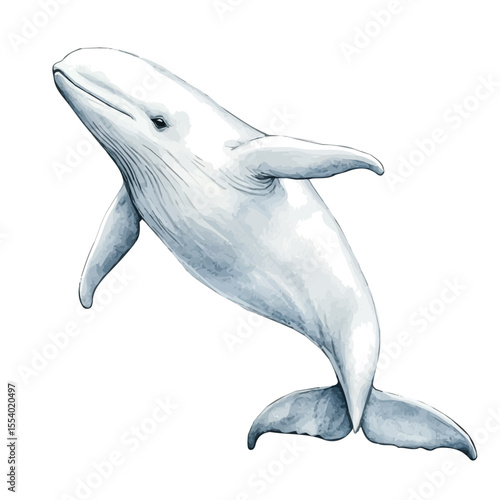 Beluga Whale, watercolor illustration vector, isolated on a white background.