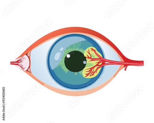 Frontal View of Human Eye Green