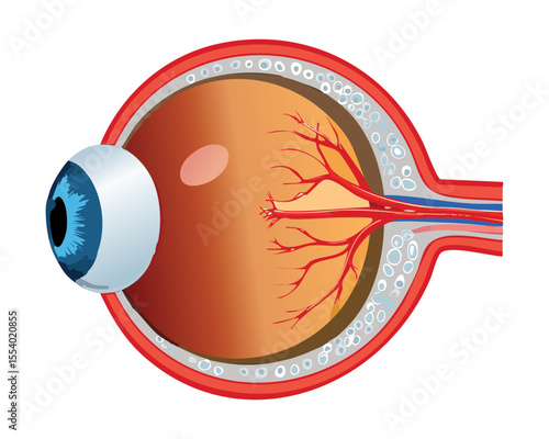 Cross Section Human Eye Medical Structure Diagram