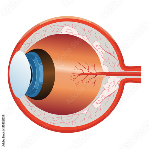 Human Eye with Optic Nerve Connection