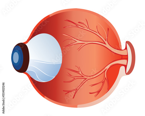 Simplified Human Eye Anatomy Diagram