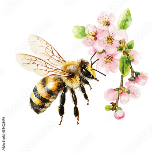 watercolor of Bee Hovering Spring Garden, vector, isolated on a white background.