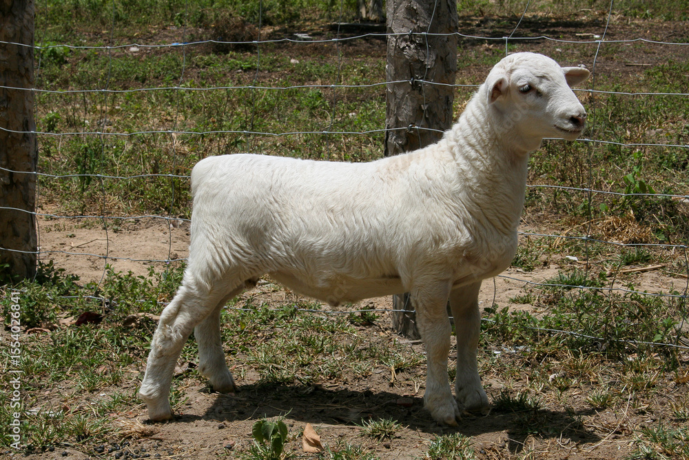 Fototapeta premium Young white dorper sheep on the farm 