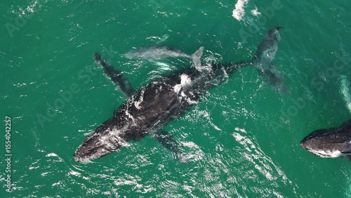 MAR BALLENA JOROBADA MAR DE CORTES PLAYA PAISAJE