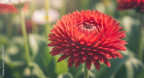 Close Up Of A Vibrant Red Flower In A Garden With Soft Green Background
