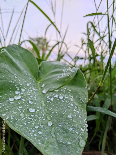 Original photo of water produced from dew and stuck to leaves.