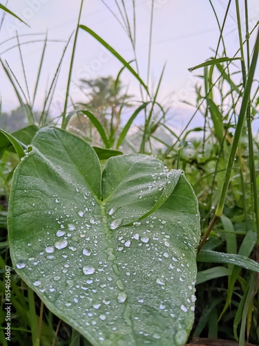 Original photo of water produced from dew and stuck to leaves.