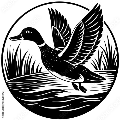 Black and white illustration of a mallard duck in flight over water and reeds