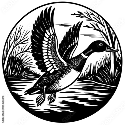 Black and white illustration of a mallard duck in flight over water and reeds