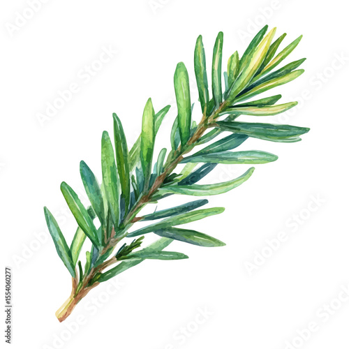 watercolor vector of A Yew Needle, isolated on a white background.