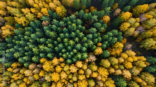 Aerial Forest View with Green and Yellow Trees Capturing Autumn Colors Forest View with Natural Light