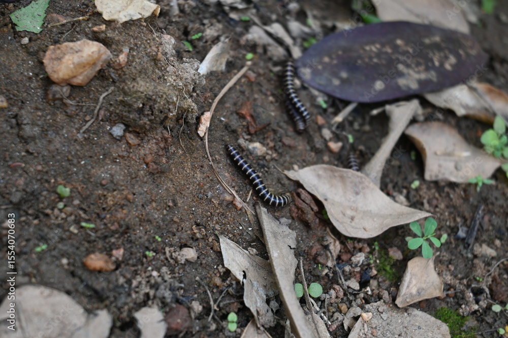 Fototapeta premium Greenhouse millipedes mating. Its common names are Oxidus gracilis, hothouse millipede, shortflange millipede and garden millipede.This is a species of millipede in the family of Paradoxosomatidae.