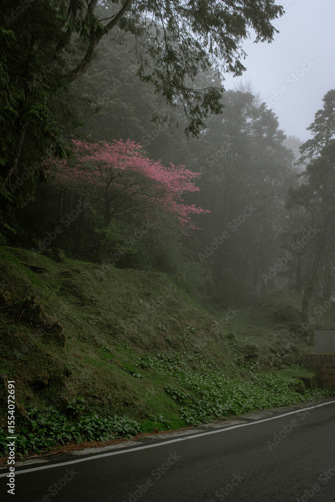 Misty Cherry Blossoms Blooming in the Forest of Yangmingshan
