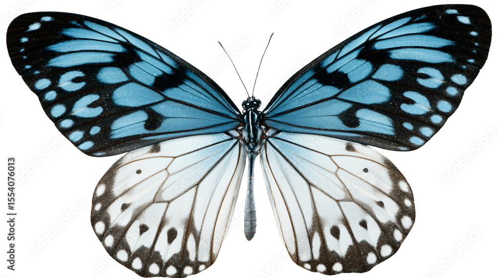 Fototapeta premium a blue and black butterfly with white spots