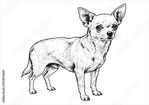 chihuahua dog pet portrait engraving intricate retro hand drawn style line art black and white vector illustration, isolated on white background
