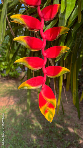Heliconia Rostrata Flower – Hanging Lobster Claw or False Bird of Paradise in Tropical Garden
