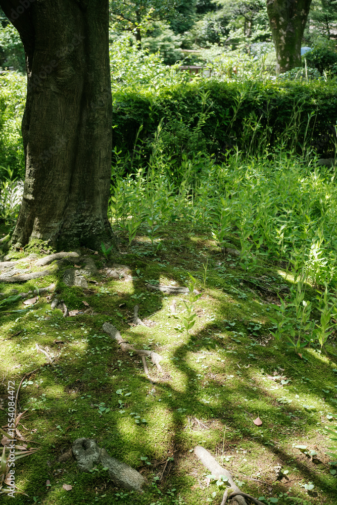 Fototapeta premium 日差し・木漏れ日の当たる森の地面 苔むした表面と自然の背景 木の葉と生い茂る草 
