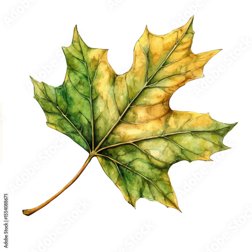 watercolor vector of A Sycamore Leaf, isolated on a white background.