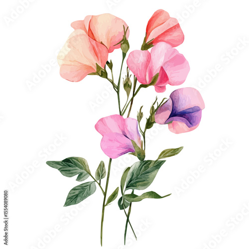 watercolor of A Sweet Pea Plant, vector, isolated on a white background.