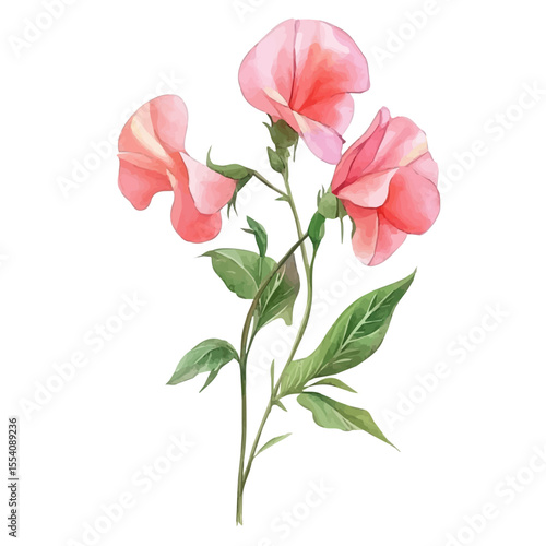 A Sweet Pea Plant, watercolor drawing vector, isolated on a white background.