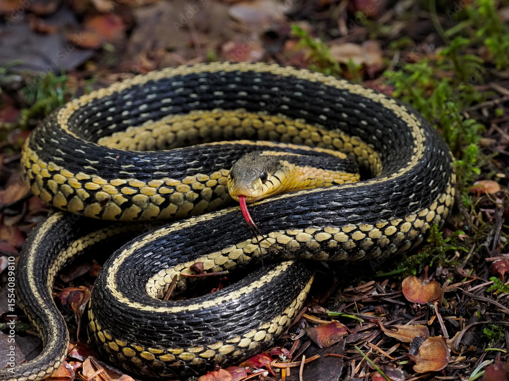 Fototapeta premium Common Garter Snake coiled up on the forest floor with tongue extended