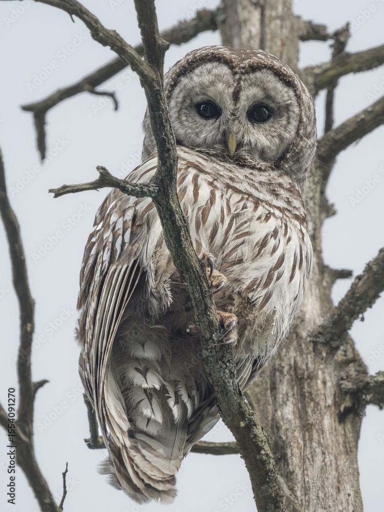 Fototapeta premium Barred Owl, wildlife photograph, natural forest habitat perched on a bare branch dead tree front facing portrait plain sky background