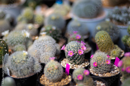 Close-up of pink flowers of cactus mammillaria blooming