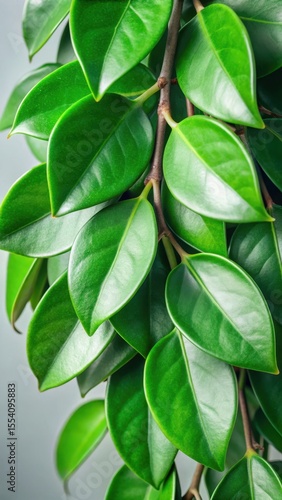 Wallpaper Mural Dense cluster of green leaves on a hoya plant stem Torontodigital.ca