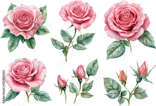 set of roses vector illustration