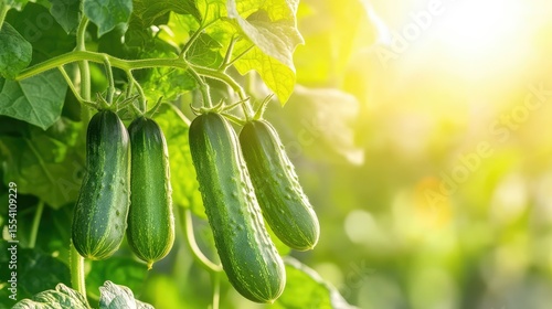 Organic cucumbers growing in orderly greenhouse rows, climbing trellises under bright daylight and controlled warmth