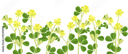 lesser trefoil, suckling clover, field flower, Trifolium dubium, vector drawing wild plants at white background, floral elements, hand drawn botanical illustration